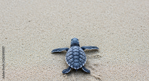 Tiny baby sea turtle hatchling taking its first delicate steps on a pristine sandy beach, embarking on an incredible journey towards the vast ocean