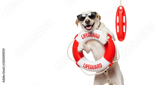 Happy lifeguard dog wearing sunglasses and holding a lifebuoy for water safety and summer rescue concept isolated on white background