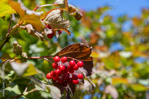 Canvastavla Close-up cluster of bright red viburnum berries on branch with green and brown a