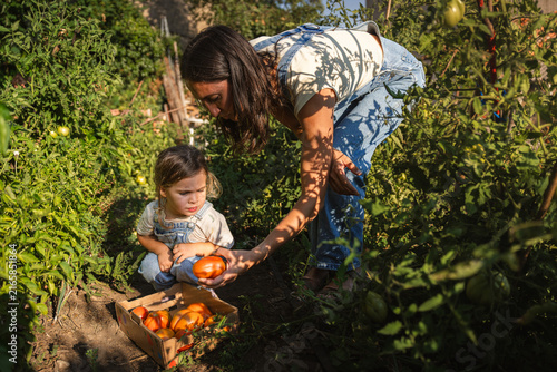 Mother and child pick tomatoes in a sunlit garden