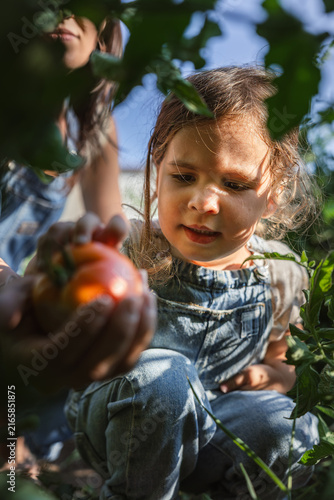Child holds ripe tomato among green vines