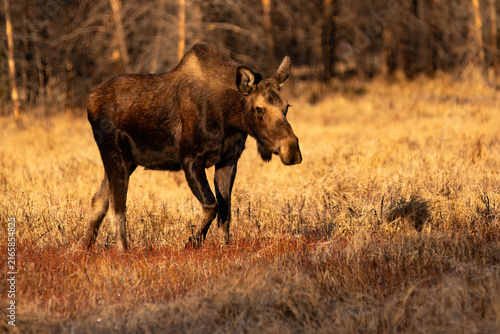 Moose Colorado high country