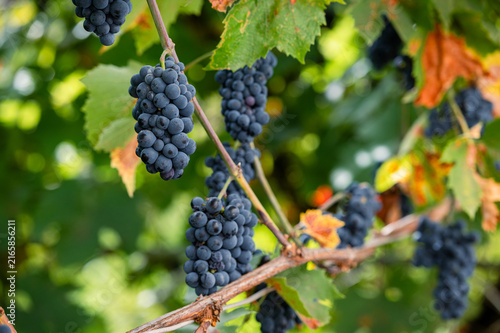 Foto Black grape clusters among green vineyard leaves
