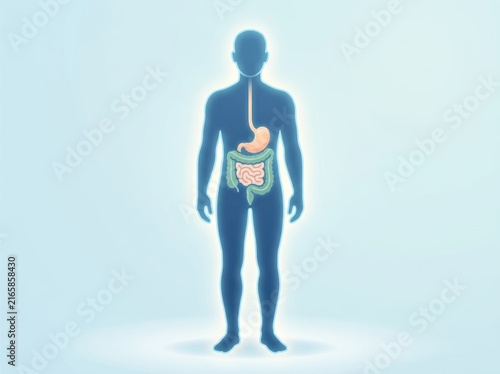 Human digestive system anatomy visualization showing internal organs