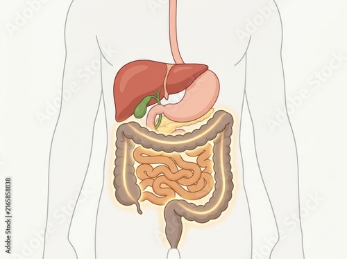 Human digestive system anatomy illustration