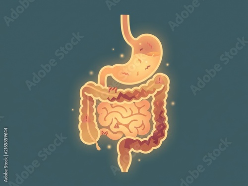 Digestive system health conceptual illustration