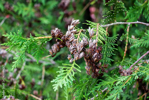 Cuadro en lienzo branch of evergreen coniferous plant with small scaly needles and small oblong c