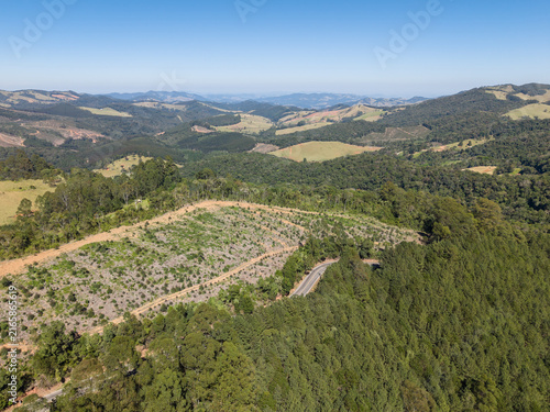 Aerial view of a recently planted eucalyptus farm beside a forest