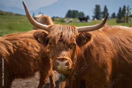 Fotografie Highland Cow Close Up Grazing on Alpine Pasture in Trentino Alto Adige Italy