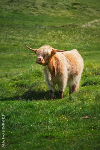 Fotografie Highland Cow Standing on Lush Green Alpine Pasture in Trentino Alto Adige