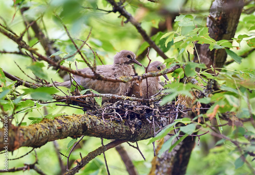 Fotografía Two young dove chicks sitting together on nest in tree
