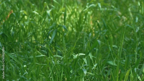 Bright sunlight and green grass swaying in the breeze