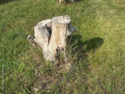 Cut-Down Tree Stump Resting on Green Grass With Natural Wood Texture and Peaceful Outdoor Landscape
