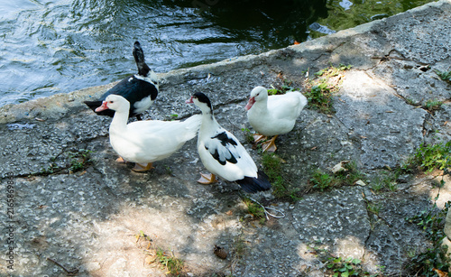 Obraz na płótnie Group of Black and White Ducks