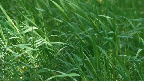 Bright sunlight and green grass swaying in the breeze