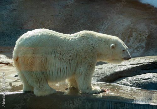 Polar bear in zoo enclosure walking on rocks near pool. White bear in artificial habitat with water and concrete background. Captive wildlife animal portrait