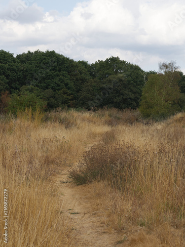 Fotografía Golden meadow beneath a broadleaf canopy