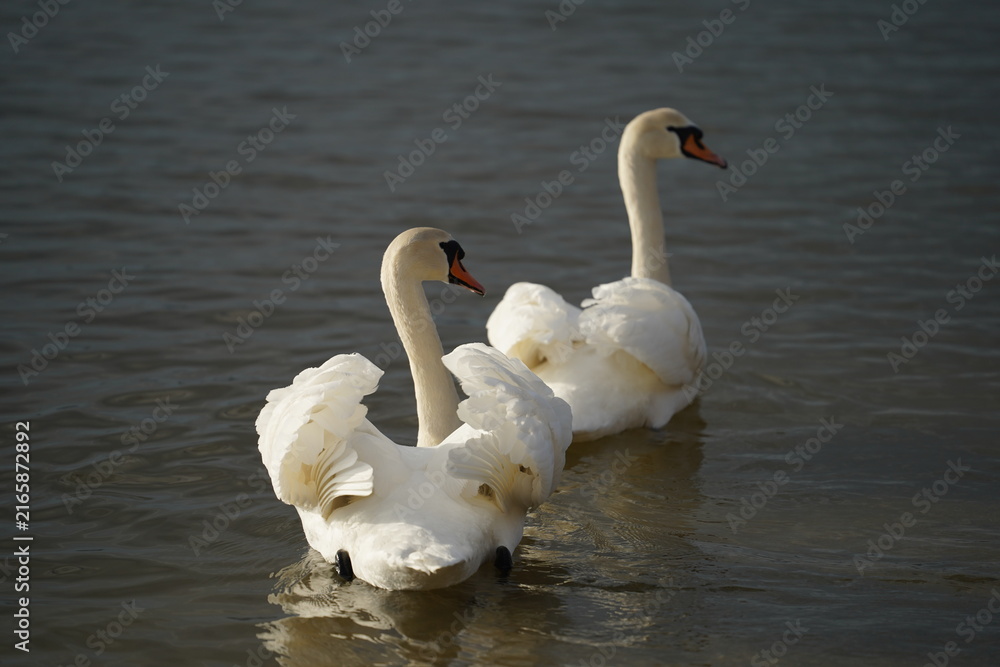 Fototapeta premium swans birds and seagulls in Black sea at Varna - BG