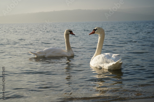 swans birds and seagulls in Black sea at Varna - BG
