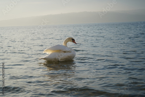 swans birds and seagulls in Black sea at Varna - BG