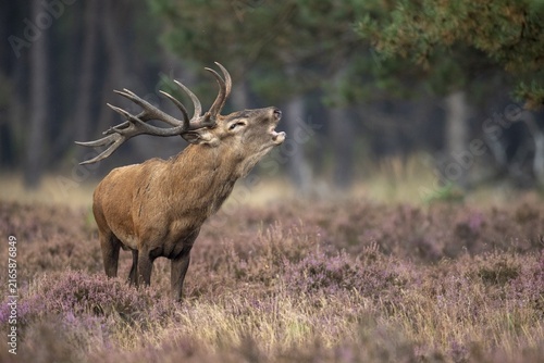 Red deer (Cervus elaphus), Hoenderloo, Gelderland, Netherlands