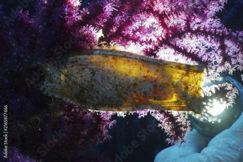 Backlit egg capsule of large spotted cat shark (Scyliorhinus stellaris) . The embryo is easy to see. Mediterranean near Hyères, Giens peninsula diving site, Porquerolles, Provence, Côte d'Azur, France