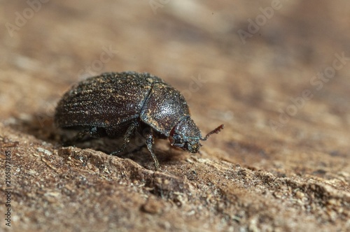 Aesalus scarabaeoides, black-brown short rotter, beetle, coleoptera, insects, beetles
