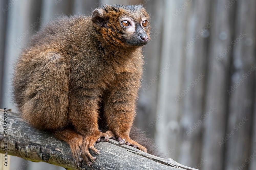 Fototapeta premium A Red-Bellied Lemur (Eulemur rubriventer).