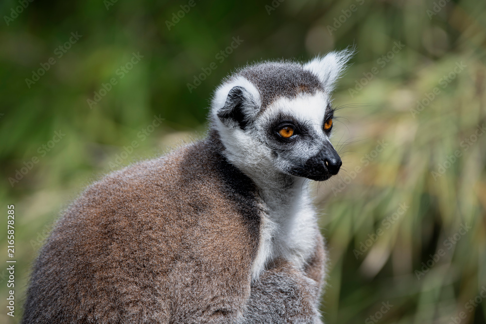 Fototapeta premium A Ring-Tailed Lemur (Lemur catta).