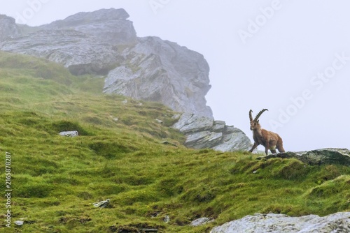 Alpine ibex (Capra ibex), Heiligenblut am Großglockner, Carinthia, Austria