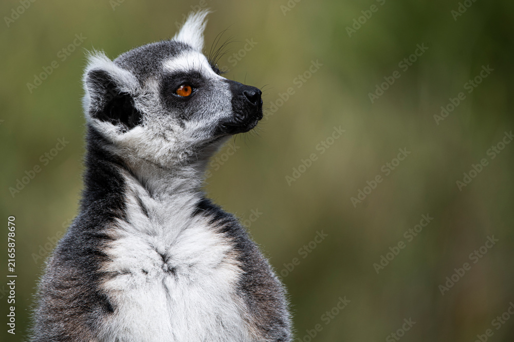 Obraz premium A Ring-Tailed Lemur (Lemur catta) keeping a look-out.