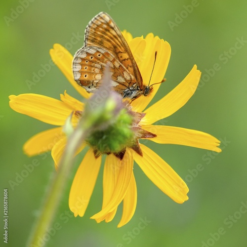 Bite tick moth, arnica montana, arnica, asteraceae, mountain welfare rental, euphydryas aurinia, eurodryas aurinia, golden cheek moth, daisy, marsh fritillary, melitaea aurinia, scabiotic cheek moth, butterfly, flora, high size, portrait, insects, leopard's Bane, mountain arnica, mountain tobacco, plants, butterfly, butterflies, wolf's bane