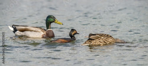 Anas platyrhynchos, black-necked grebe, mallard, podiceps nigricollis, black-necked grebe, mallard, anatidae, birds, ducks, ducks, ducks, grebes, podicipedidae, divers, birds, waterbirds, waterbirds