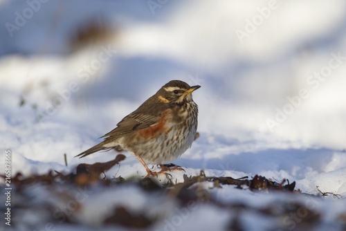 Redwing (Turdus iliacus) adult bird on a snow covered woodland floor in winter, Suffolk, England, United Kingdom
