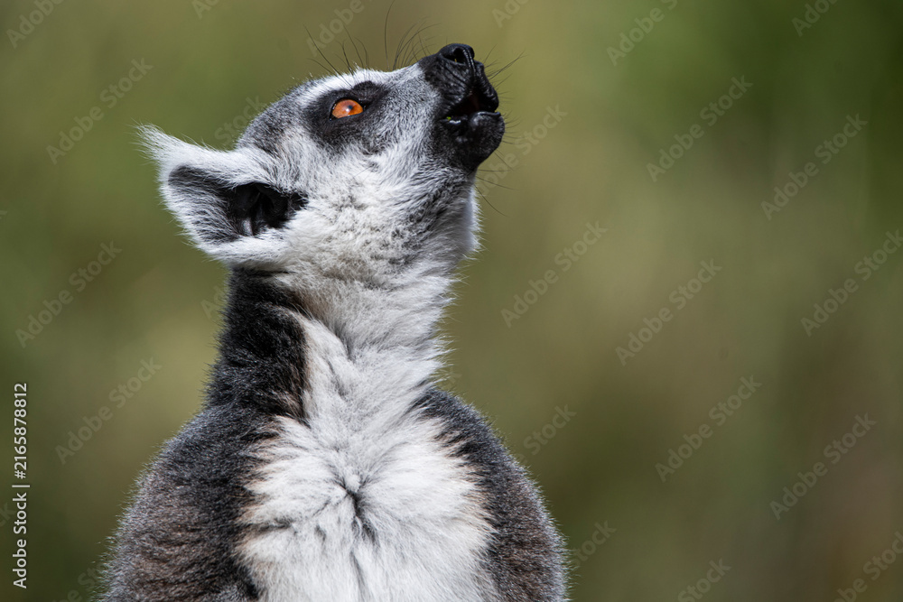 Fototapeta premium A Ring-Tailed Lemur (Lemur catta) keeping a look-out.