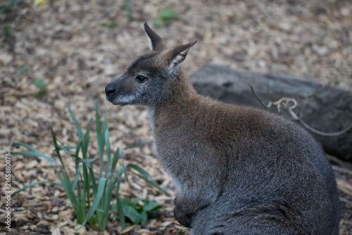 Canvastavla A Red-Necked Wallaby (Notamacropus rufogriseus).