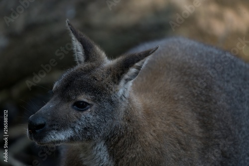 Canvastavla A Red-Necked Wallaby (Notamacropus rufogriseus).