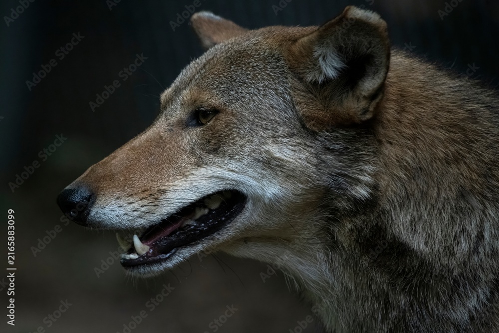 Fototapeta premium Side profile of a Red Wolf (Canis rufus).