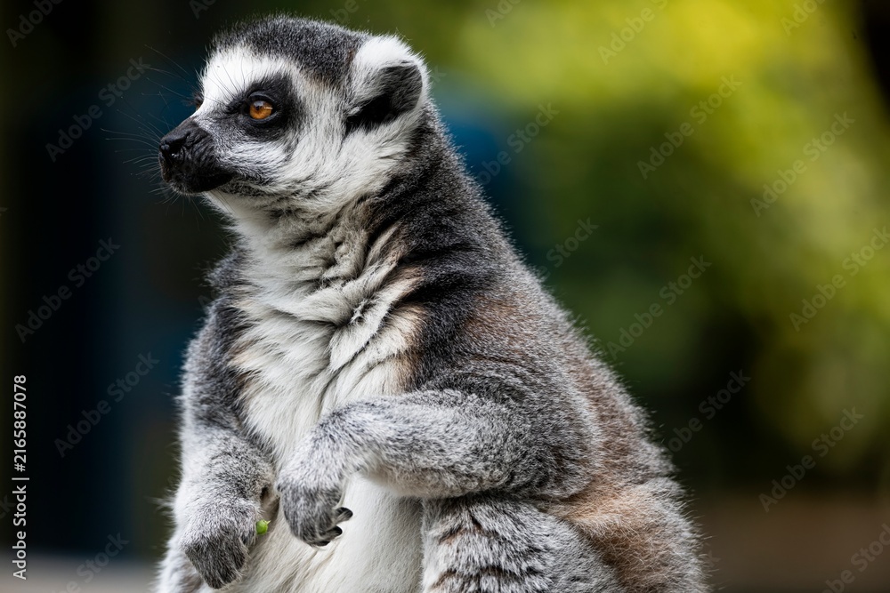 Fototapeta premium A Ring-Tailed Lemur (Lemur catta).