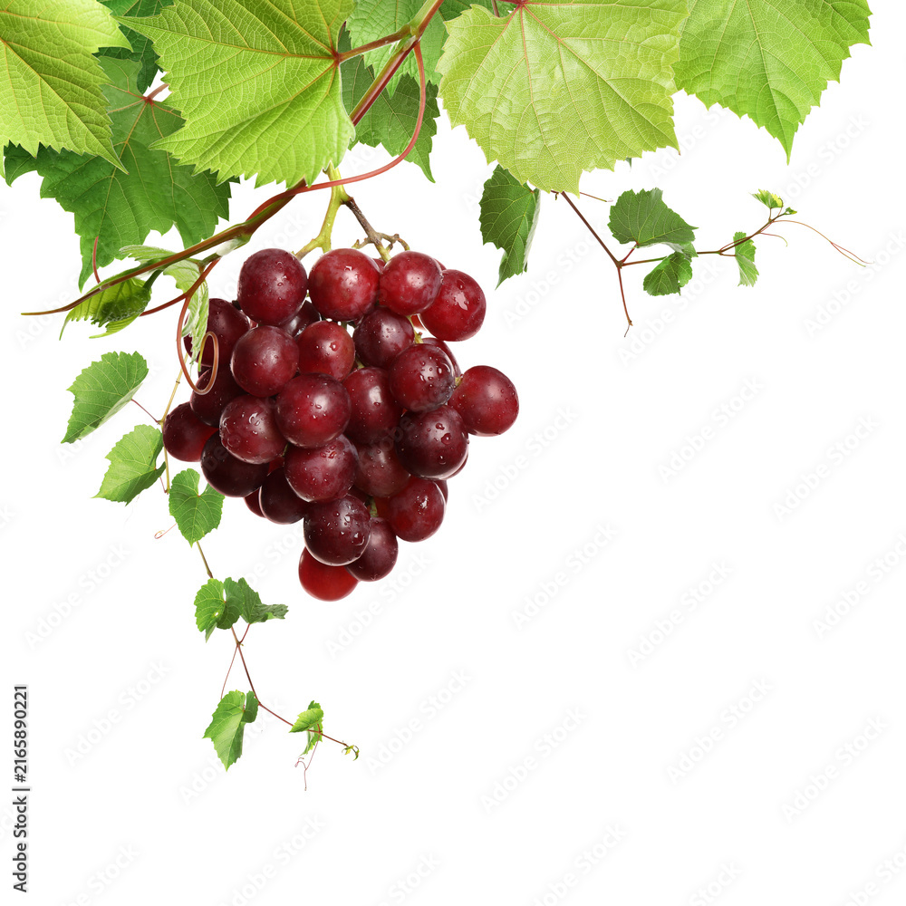 Fototapeta premium Grapevine with green leaves and grapes on transparent background