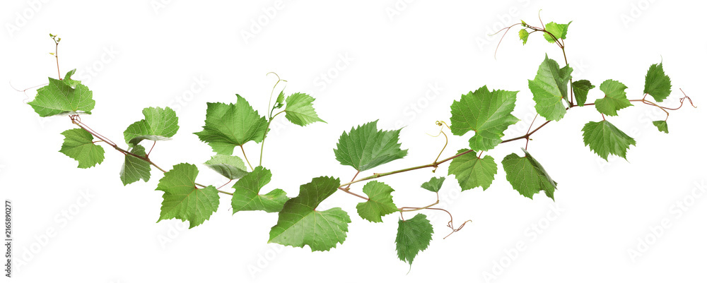 Fototapeta premium Grapevine with green leaves on transparent background