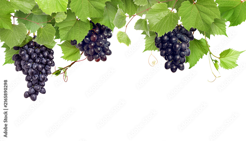 Fototapeta premium Grapes and green leaves on grapevine against transparent background