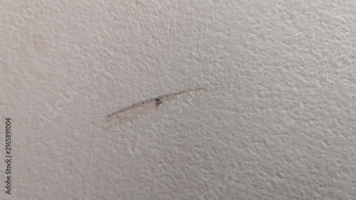 Quadro su tela A tiny grey insect resting on a textured light wall surface indoors