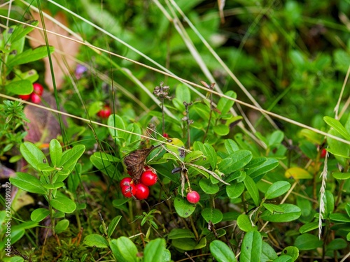 Ripe red lingonberries clustered on a wild woodland bush among green leaves