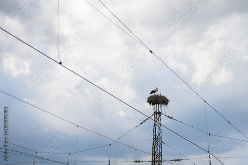 White Stork Family Above Power Lines