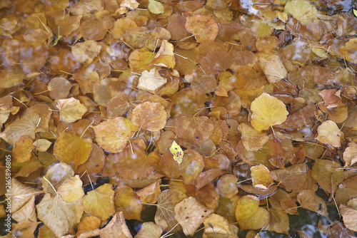 feuilles mortes