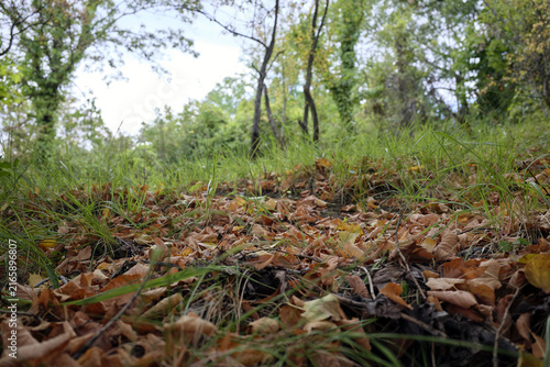 feuilles mortes