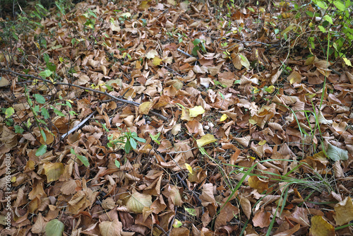 feuilles mortes