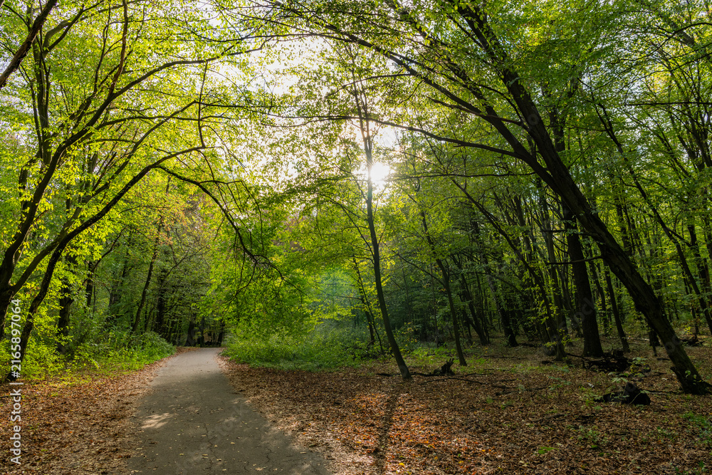 Fototapeta premium Nature fall season. Fall season park. Autumn landscape with path in nature. Hiking in fall park. Path with fallen leaves in forest outdoor. Autumn nature landscape. Fallen leaves in park