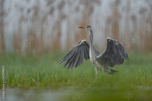Fotografie Grey Heron with Wings Spread in Wetland